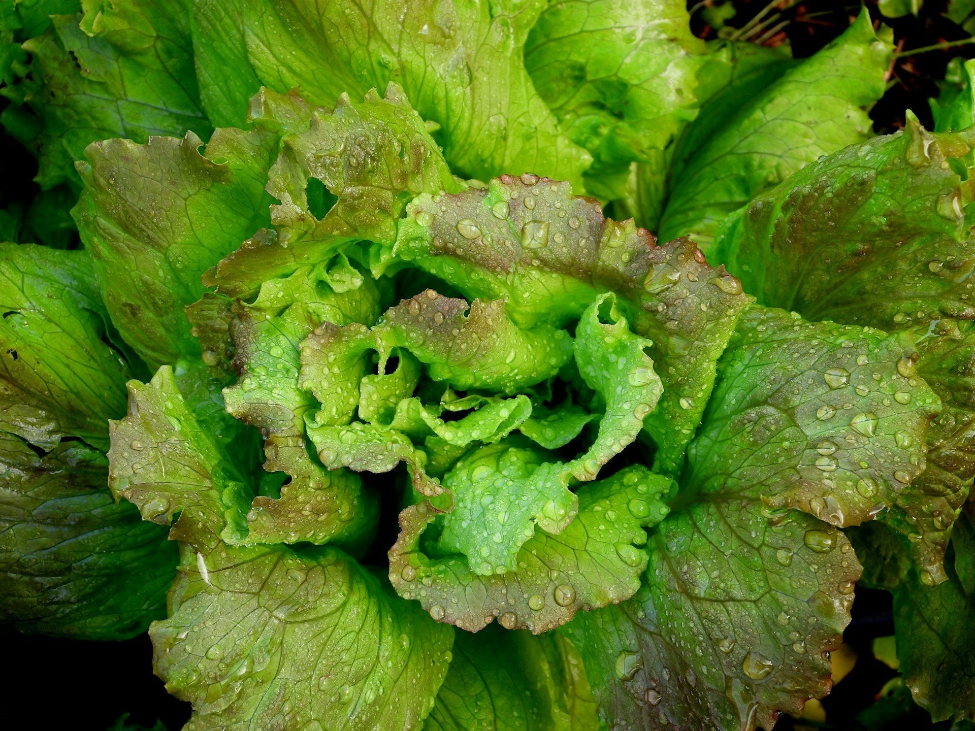 how to compost lettuce