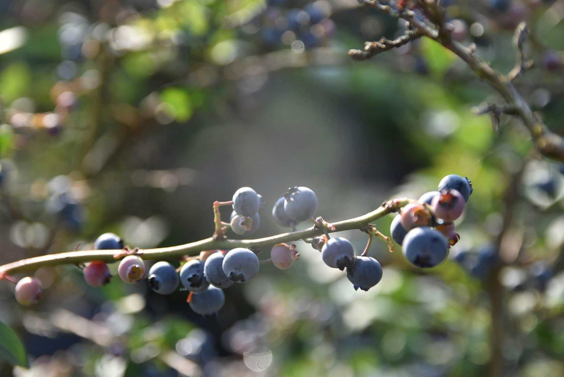 How to Grow Blueberries: Soil pH, Compost, Pots & Care Guide