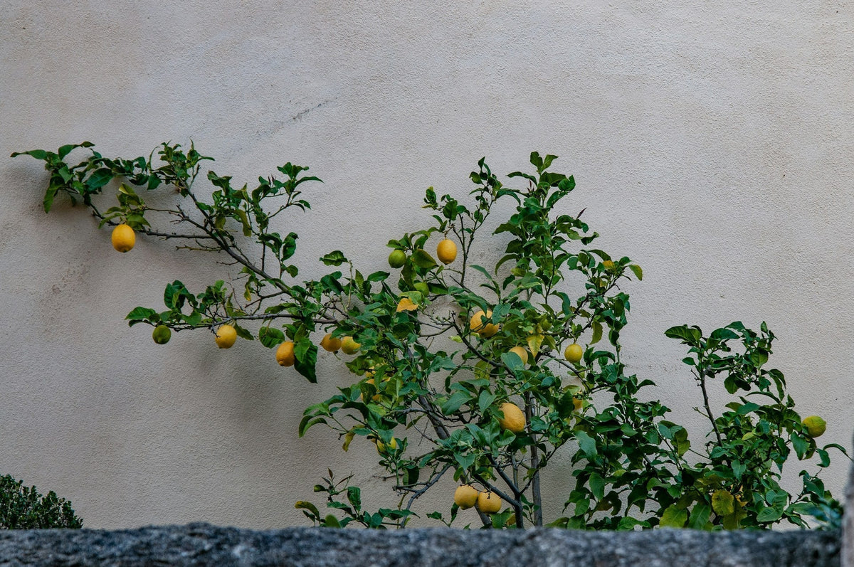 Growing lemon trees, and lemon trees are bearing fruits