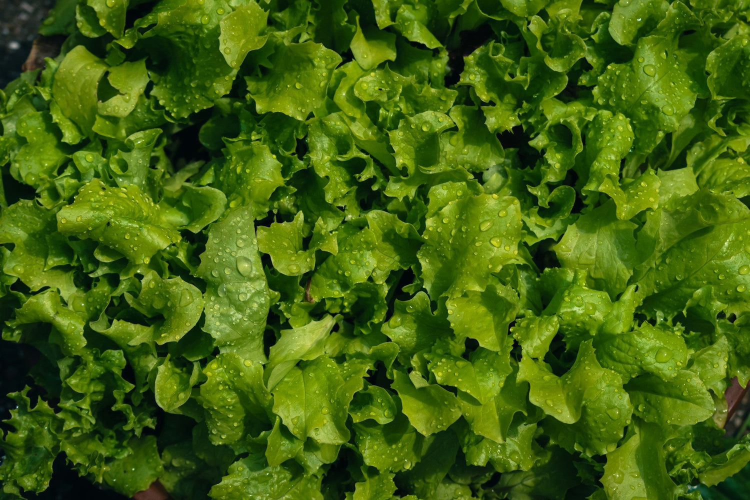 Lettuce is a fast-growing cool-season vegetable
