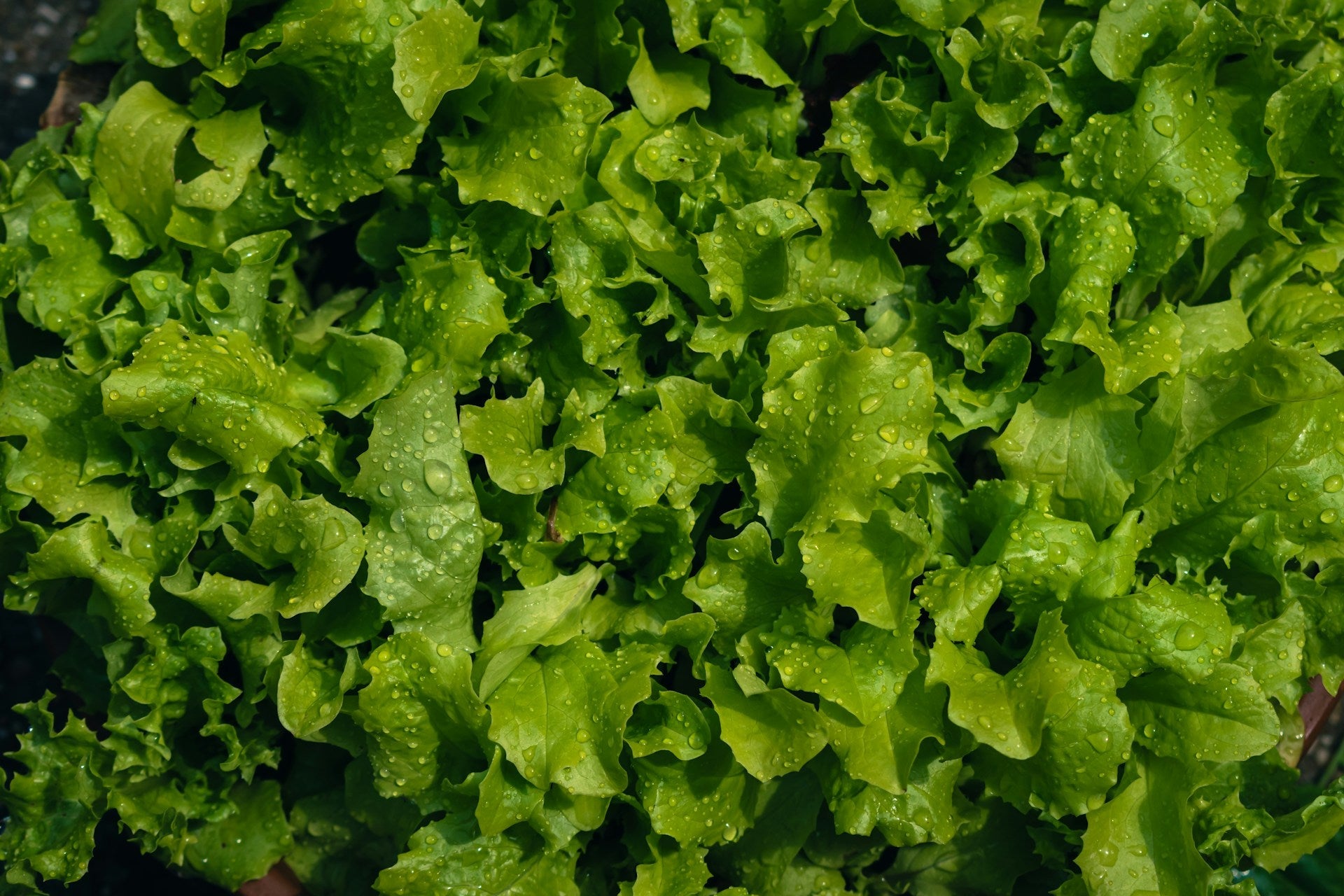 Lettuce is a fast-growing cool-season vegetable