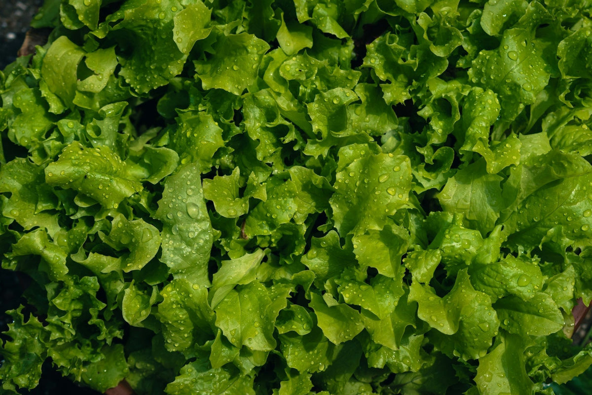 Lettuce is a fast-growing cool-season vegetable