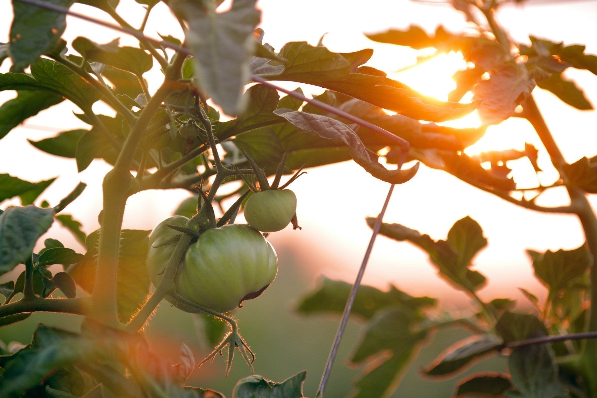 How to Grow Tomatoes Safely: Avoid Salmonella, Use Compost & Grow Healthy Plants