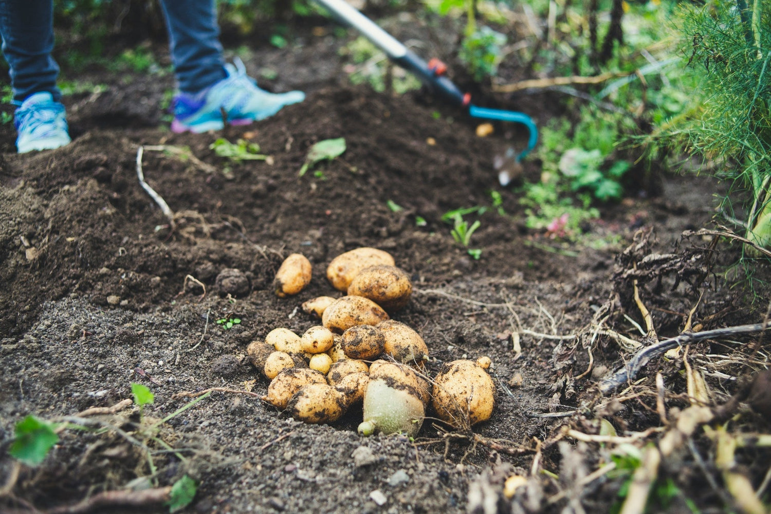 Growing potatoes in the garden