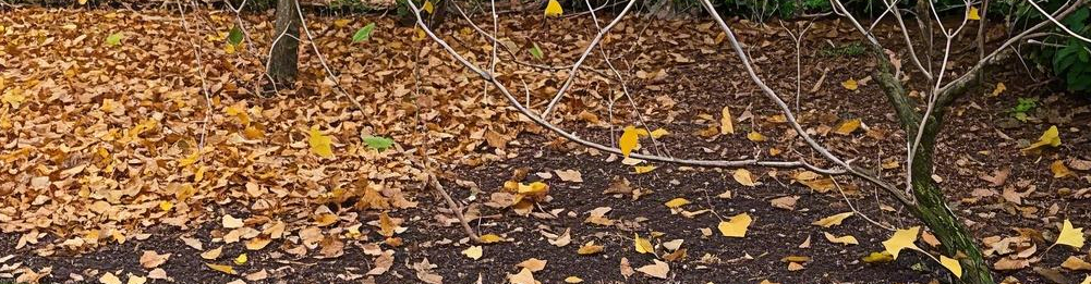 How to Clean Up Winter Garden in 3 Simple Steps?
