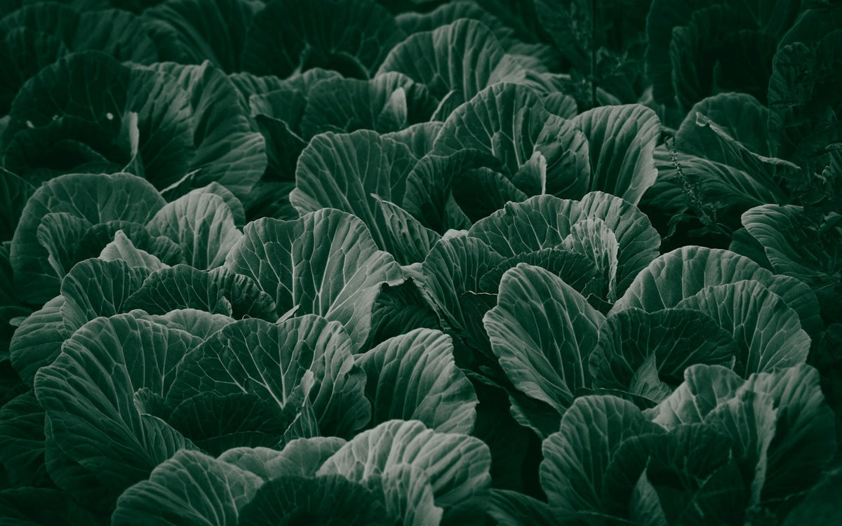 Vegetable Garden Planning