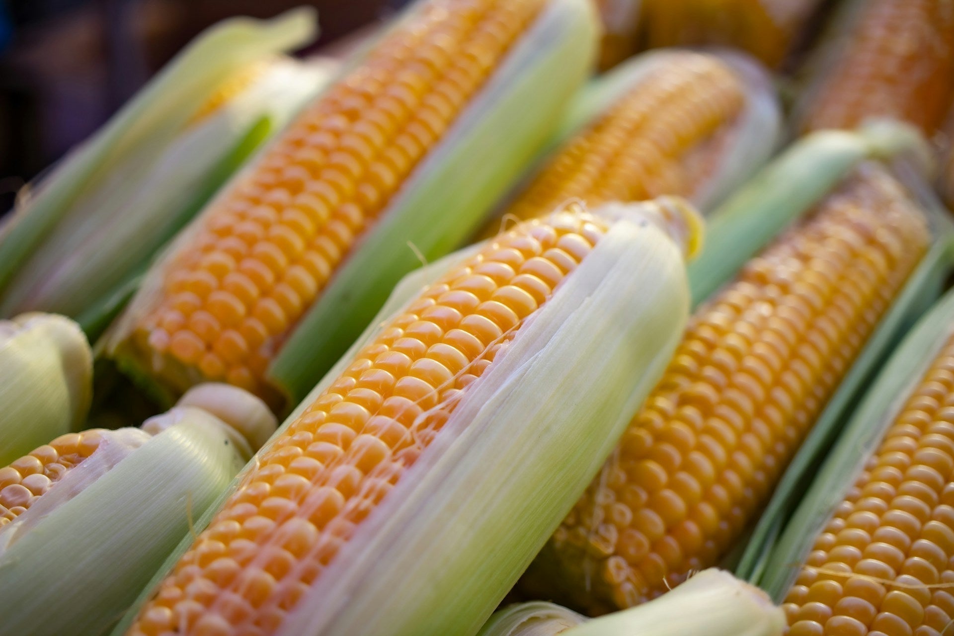 Can You Compost Corn Cobs?