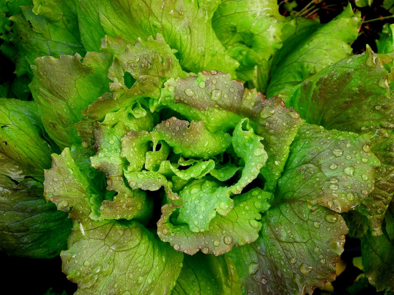 how to compost lettuce