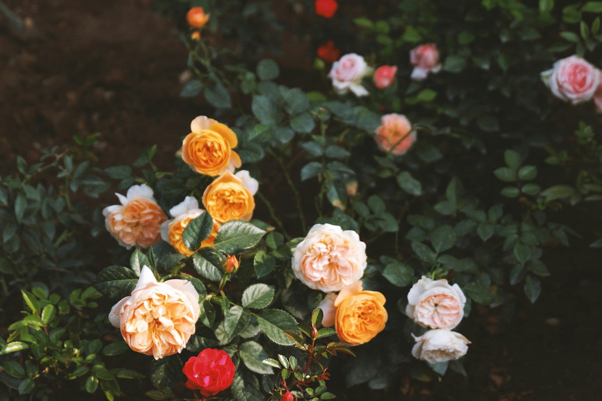 Compost for Roses: Soil, Fertilizer & Seasonal Care