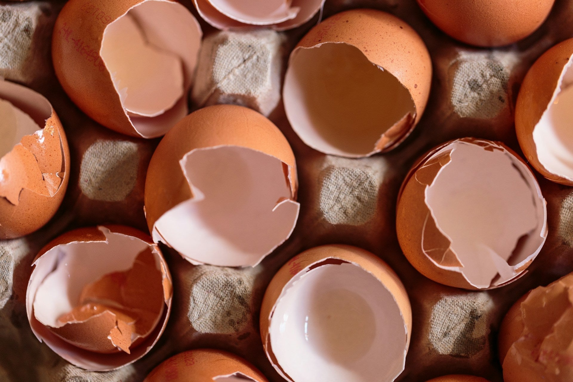 How to Compost Eggshells: The Ultimate Guide to Calcium Gold for Your Garden