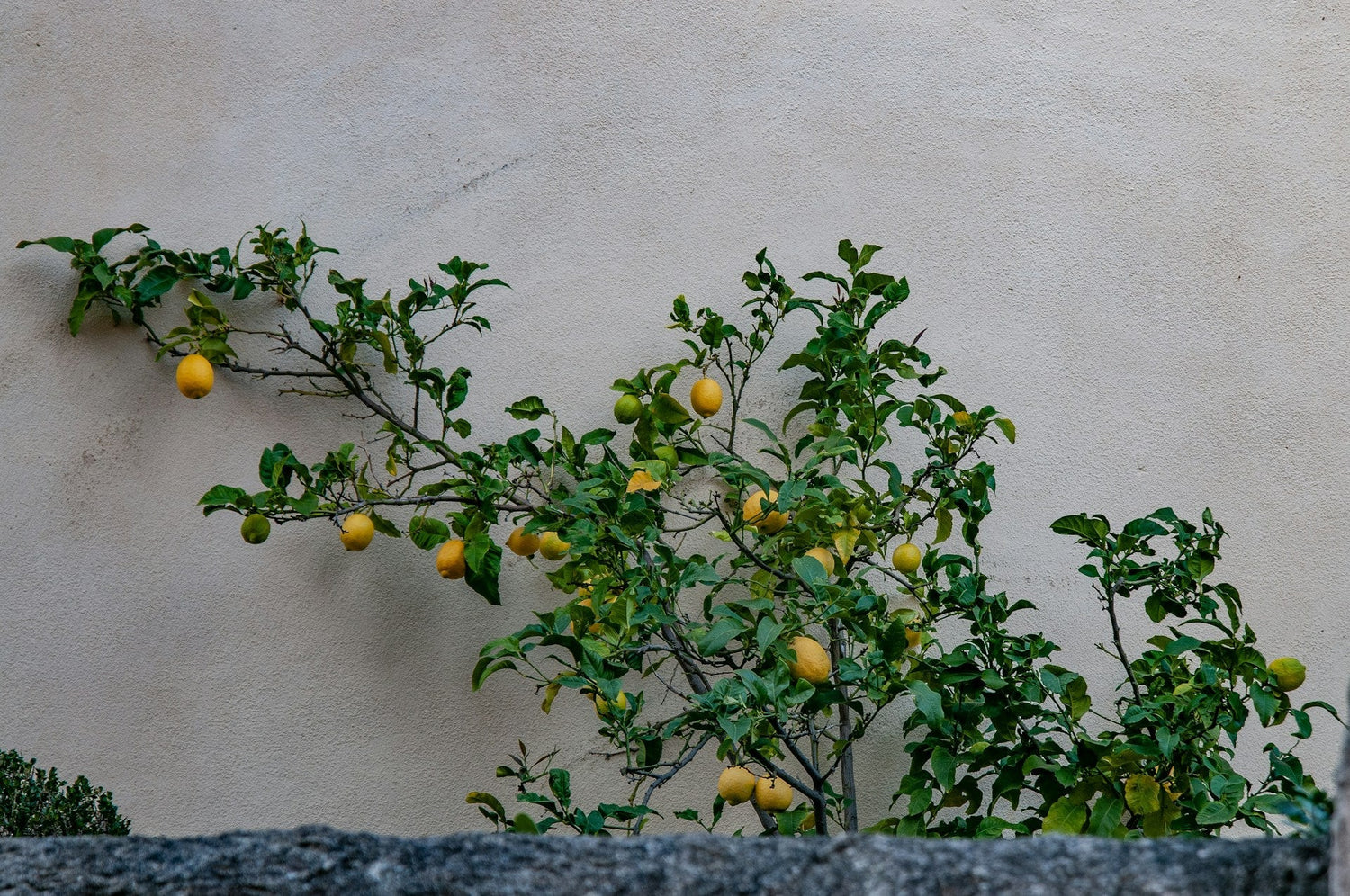 Growing lemon trees, and lemon trees are bearing fruits