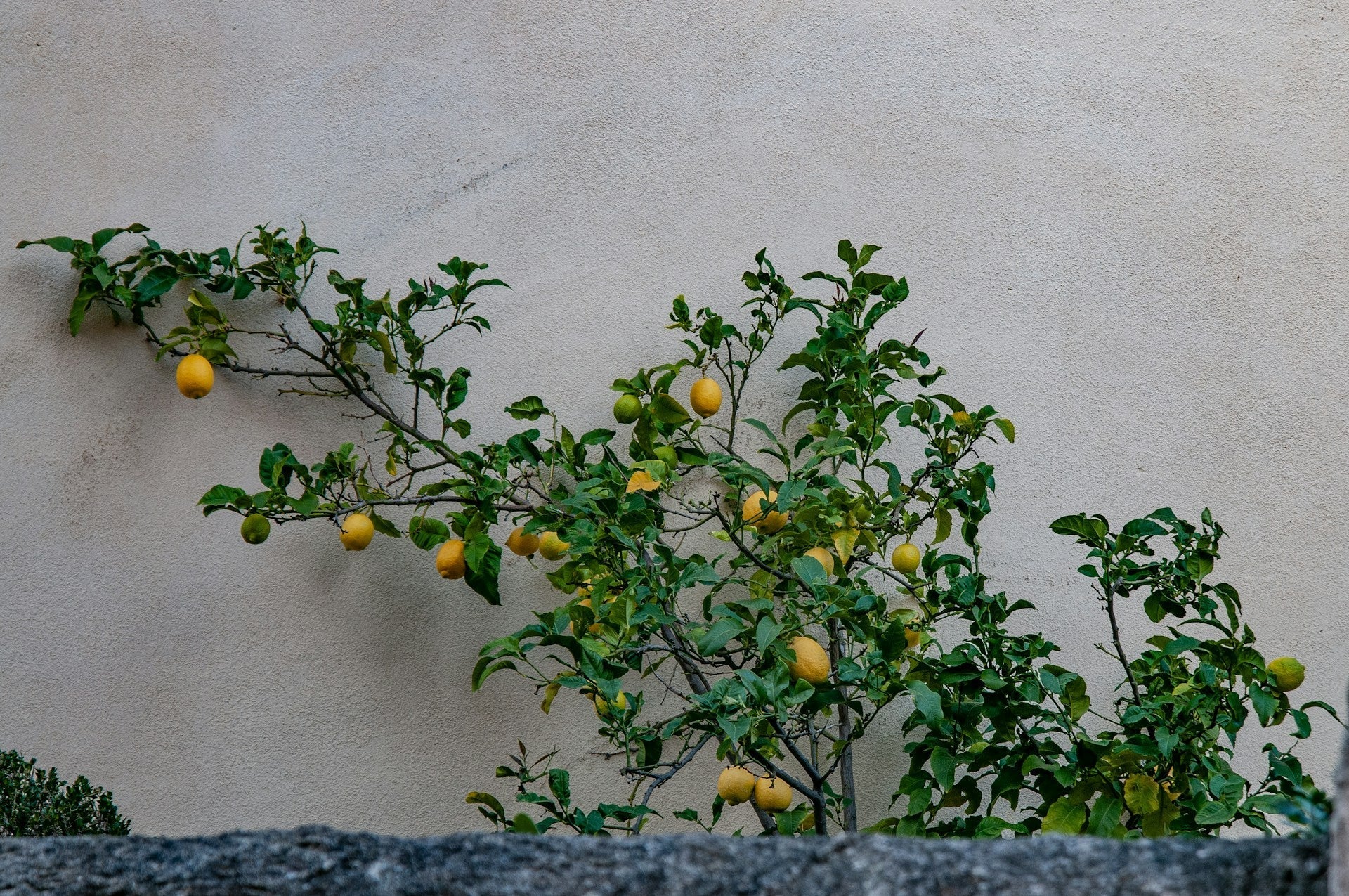 Growing lemon trees, and lemon trees are bearing fruits