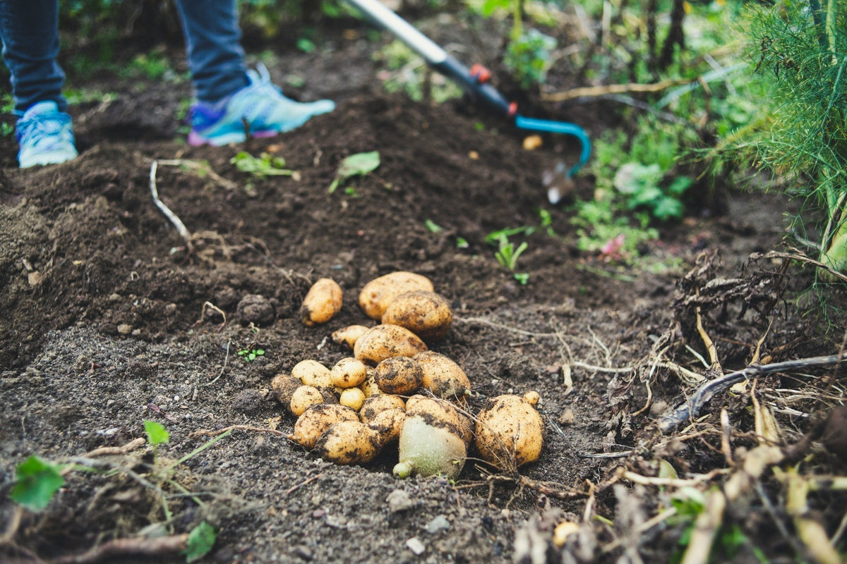 Growing potatoes in the garden