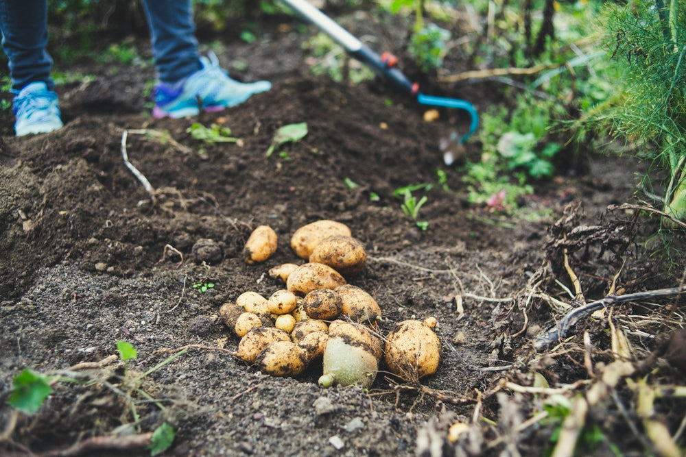 How to Plant Potatoes: Depth, Timing, Pots & Harvest