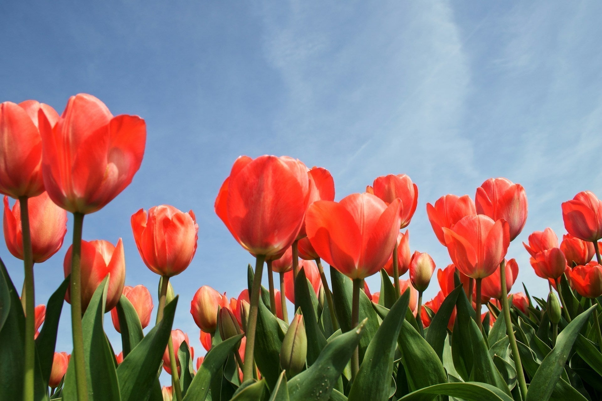 How to Plant Tulips in Spring