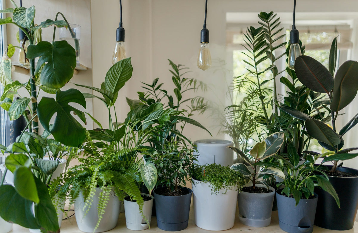 How to Use Compost for Houseplants