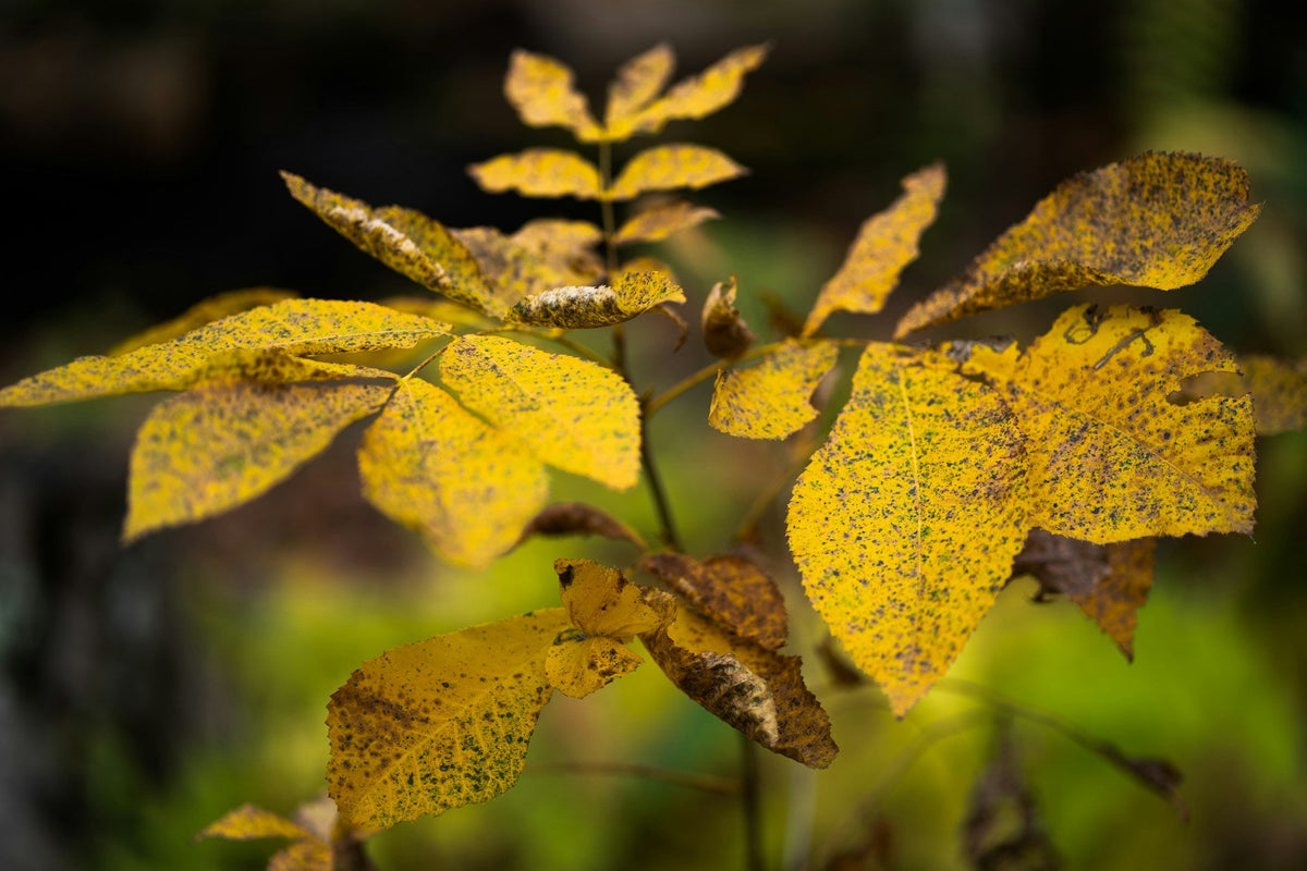 Why Are My Plant Leaves Turning Yellow? Causes & Fixes