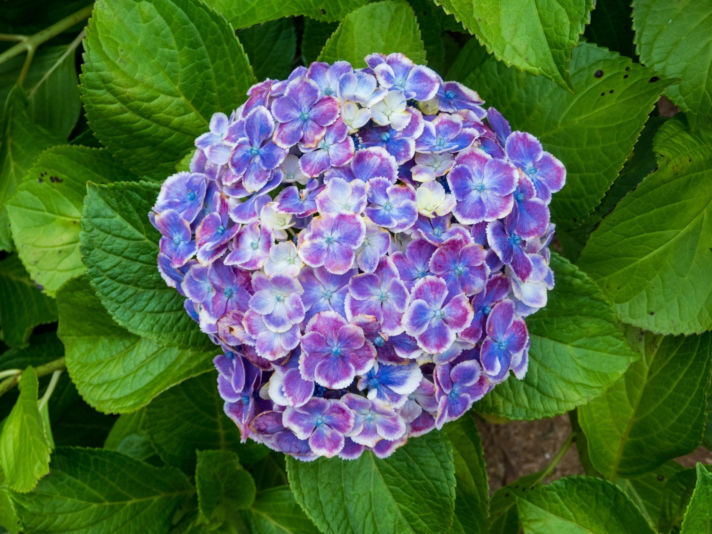 How to Care For Hydrangeas And Change Their Colors