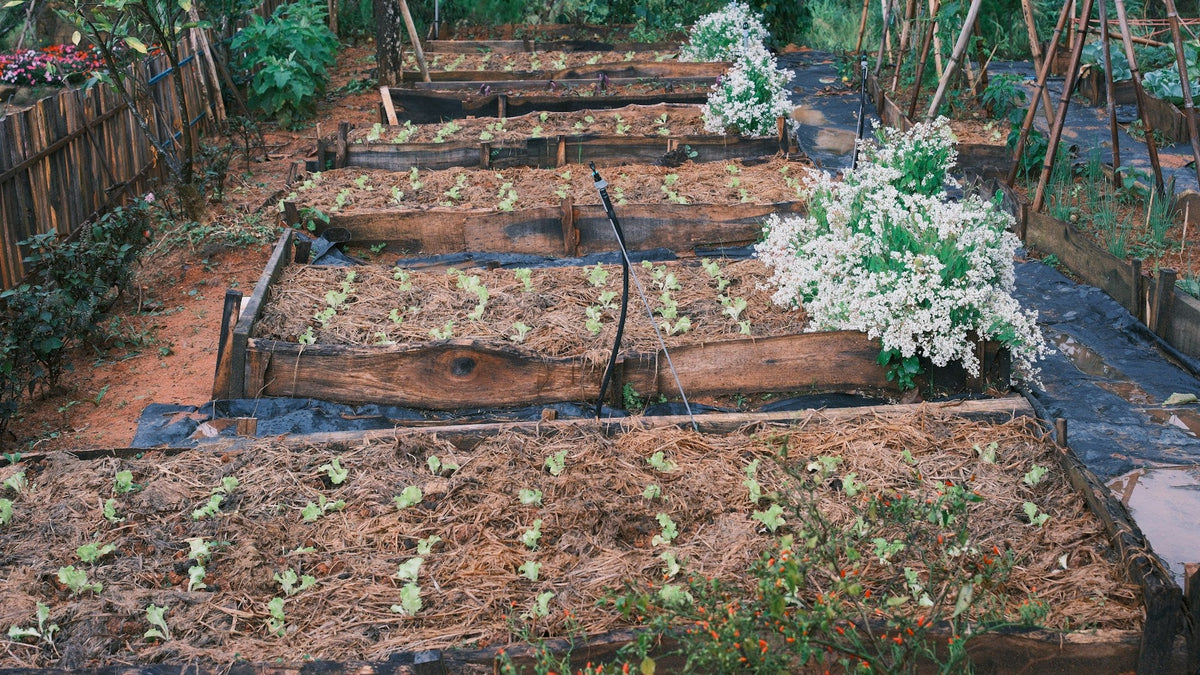 Wooden raised garden beds with young vegetable plants, straw mulch, and white flowers.