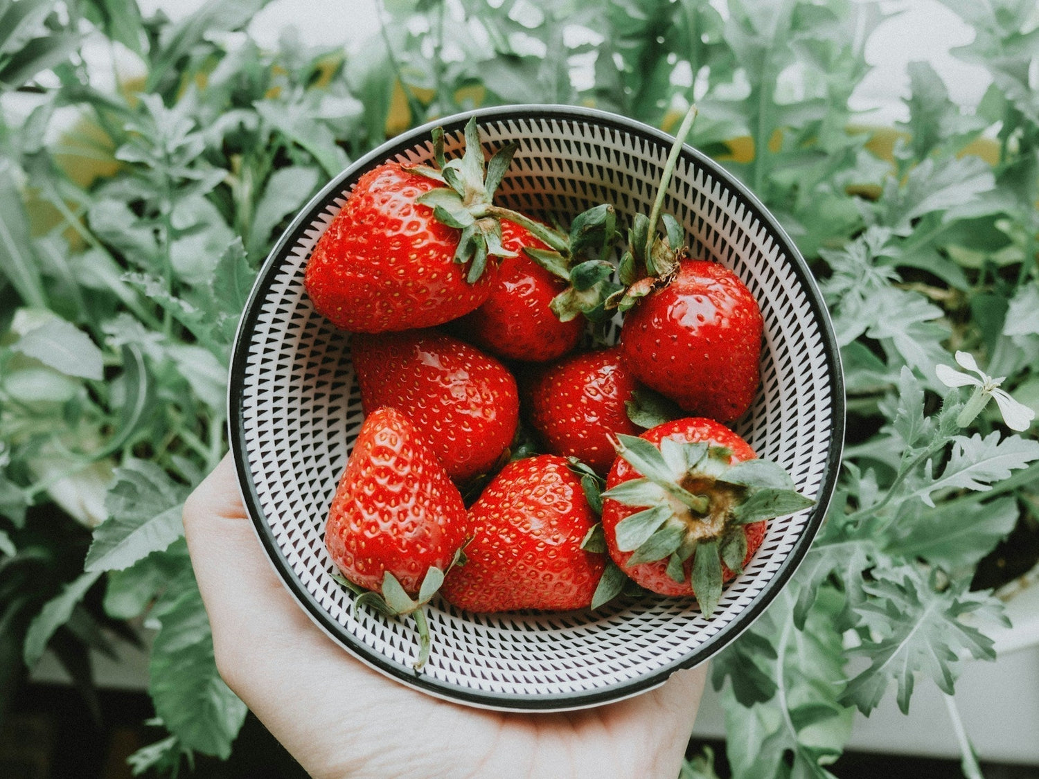 The Best Way to Store Strawberries: Keep Strawberries Fresh Longer & Reduce Food Waste