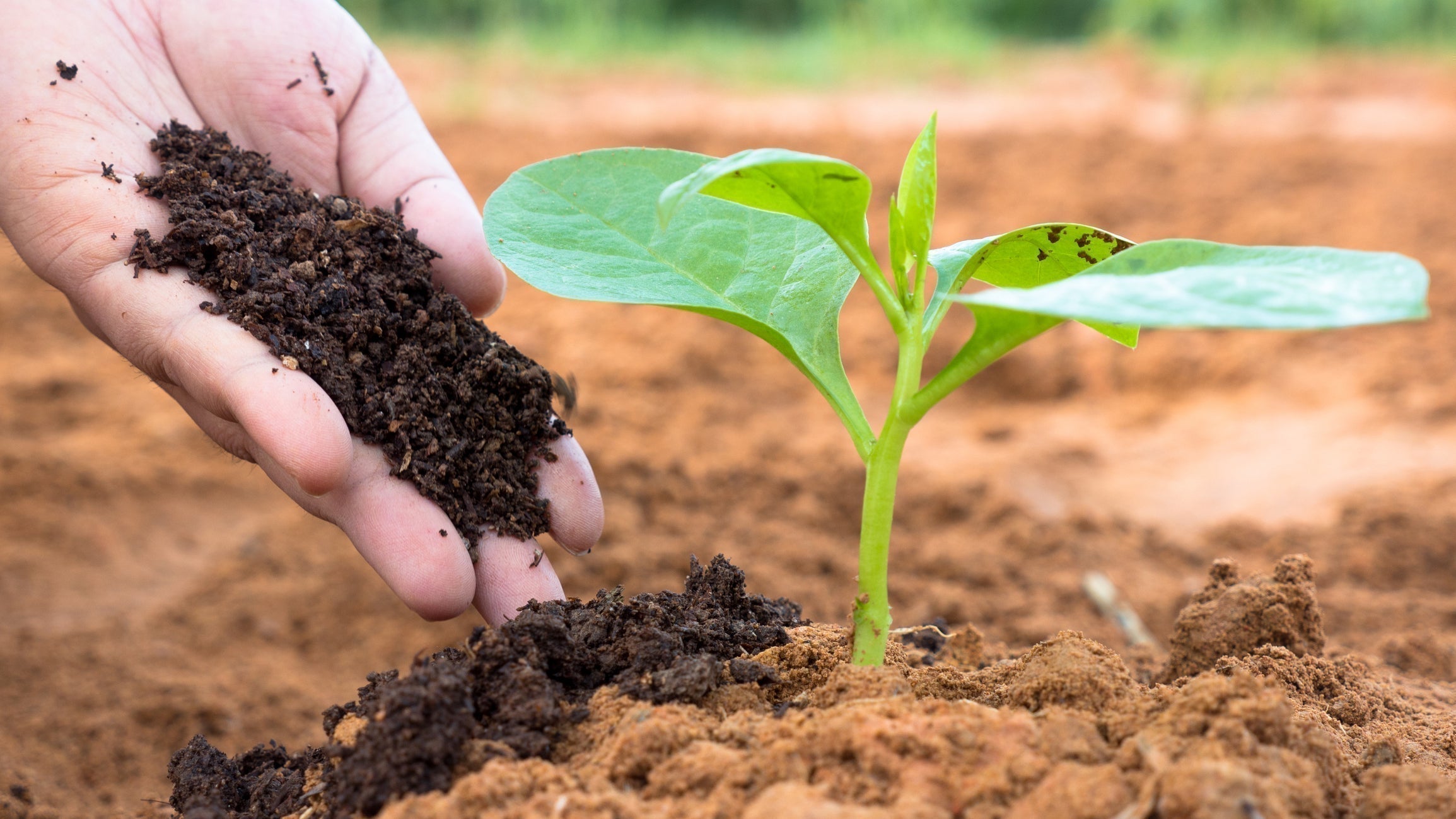 GEME Terra 2 vs. Vermicomposting: Pros, Cons, and Hygiene Boundaries Comparison